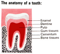 The Anatomy of a tooth